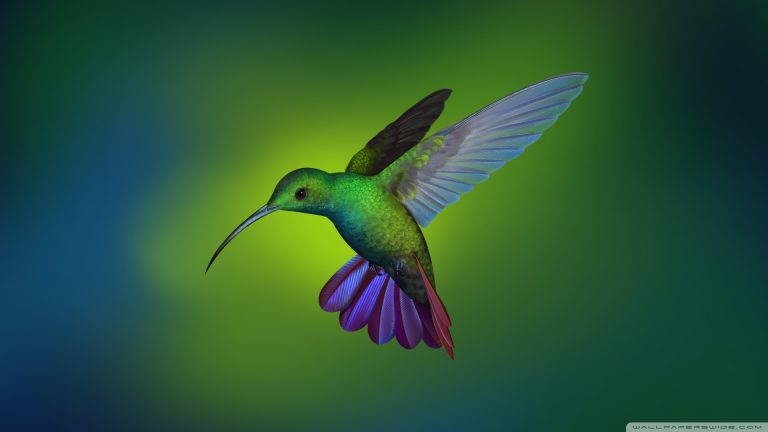 beautiful hummingbird art wallpaper 1920x1080 1 768x432